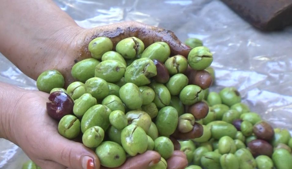 Derik zeytini için araştırma raporu İşte detaylar