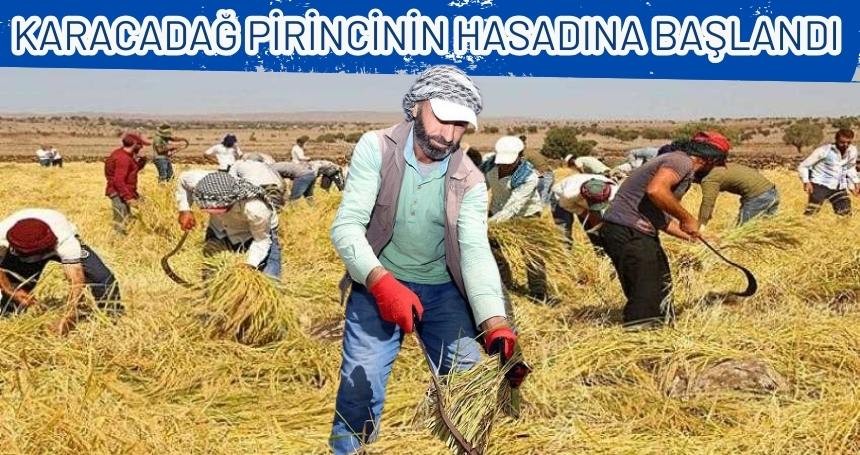 Karacadağ pirinci hasadı başladı