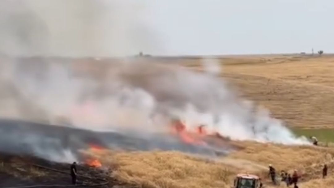 Derik’te 50 dönümlük arazi küle döndü