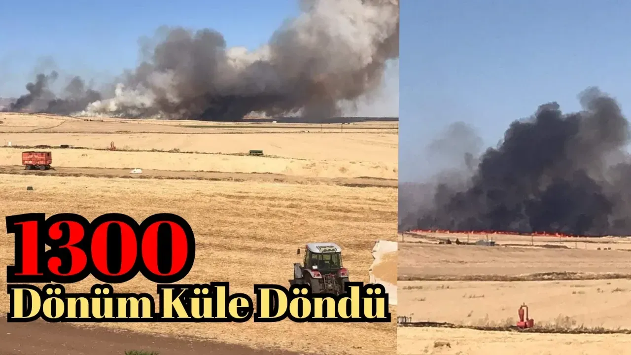 Derik ve Kızıltepe’deki yangında 1300 dönüm buğday arazisi küle döndü