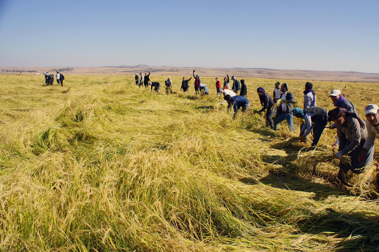 Anavatanı Kamboçya olan ürünün hasadı Mardin’de de başladı