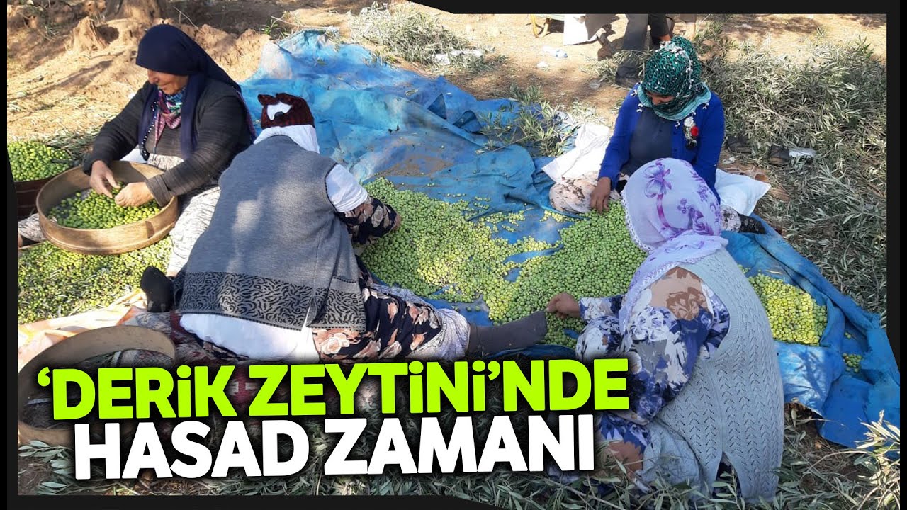 Derik’te “Yeşil Altın” hasadı bereketli başladı