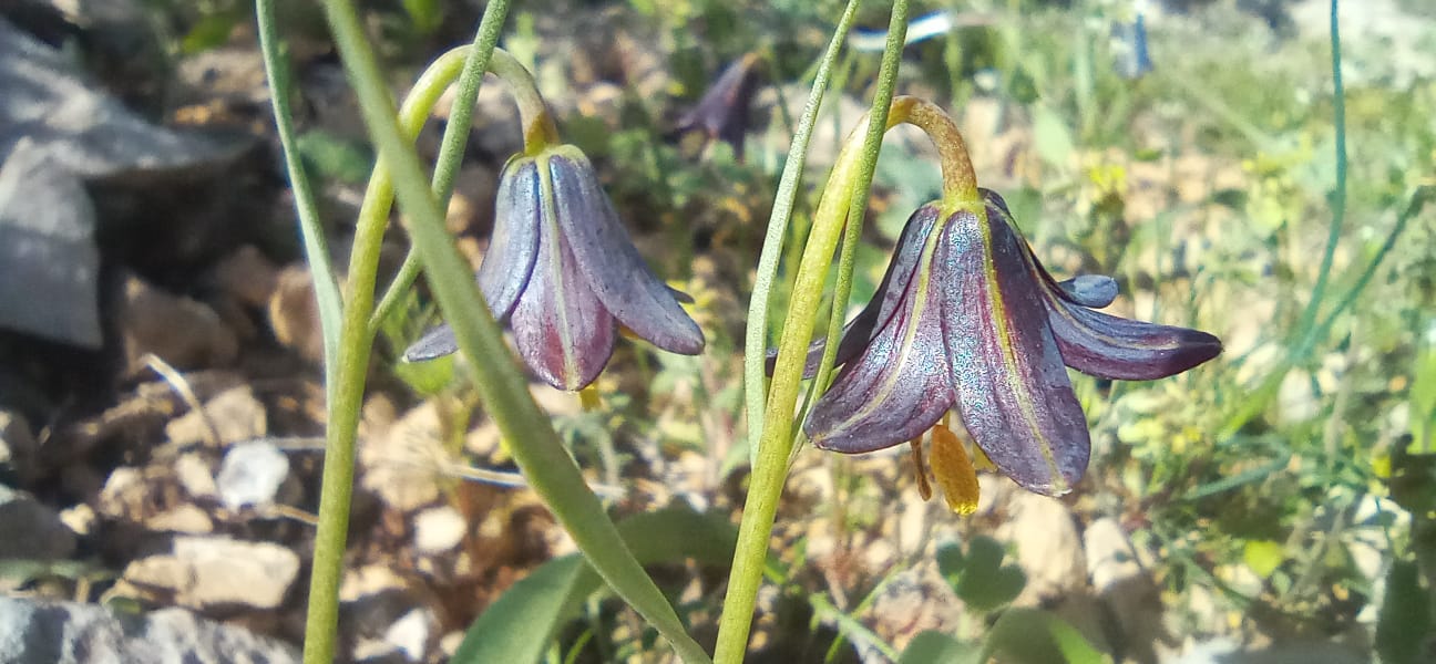 Derik’in Ters Lalesi Resmen Tescillendi!